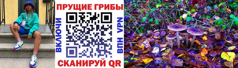 где можно купить   Кизляр  Галлюциногенные грибы MAGIC MUSHROOMS 